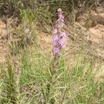 Liatris punctata Кветка