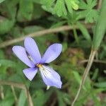 Viola pedata Flower