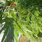 Grevillea robusta Folha