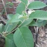 Croton flavens Leaf