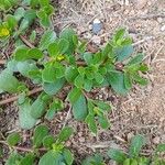 Portulaca oleracea Feuille