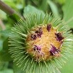 Arctium lappaBlüte