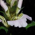 Acanthus montanus Flower