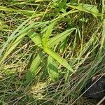 Persicaria amphibiaLeaf