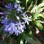 Agapanthus praecoxЦветок