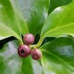 Tambourissa parvifolia Fruit