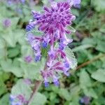 Nepeta racemosa Flower