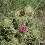 Cirsium echinatum 花