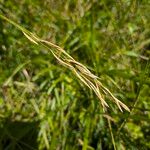 Brachypodium pinnatum Fruit