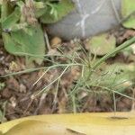 Nigella nigellastrum Likasa