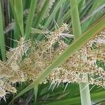 Lomandra longifolia Flor