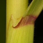 Paspalum repens Koor