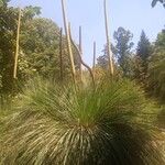 Xanthorrhoea