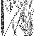 Phleum paniculatum Alia