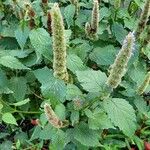 Agastache rugosa برگ