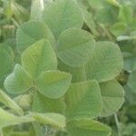 Medicago rigidula ഇല