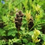 Astragalus cicer 果