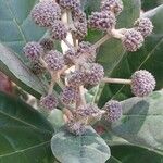 Breonia havilandiana Flor