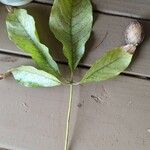 Pittosporum undulatumLeaf