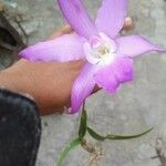 Laelia autumnalis Flower