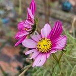 Cosmos caudatus ফুল