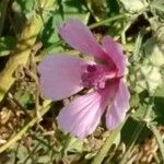 Althaea cannabina फूल