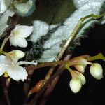 Begonia conchifolia Kukka
