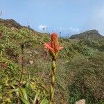 Pitcairnia bifrons Blodyn