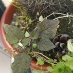 Solanum nigrum Folla