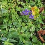 Gentiana septemfida Flower