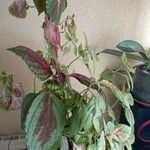 Coleus scutellarioides Leht