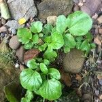 Nasturtium officinale Levél