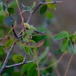 Macrotyloma axillare Fruit