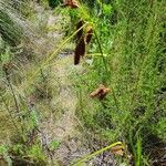 Carex vallis-rosetto Flower