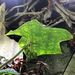 Podophyllum cv. 'Kaleidoscope' Leaf