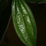 Miconia tschudyoides Leaf