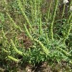 Ambrosia artemisiifolia List