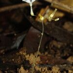 Gymnosiphon longistylus Flor