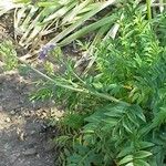 Polemonium foliosissimum Habitat