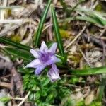 Scilla verna Flower