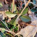 Potentilla canadensis Hoja