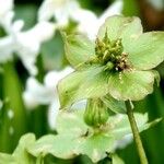 Helleborus viridis 花