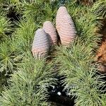 Cedrus atlantica Fruit