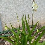 Bletilla striata Квітка