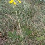 Potentilla inclinata Συνήθη χαρακτηριστικά