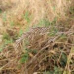 Bromus lanceolatus 花