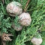 Cupressus sempervirens Frucht