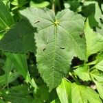 Hibiscus vitifolius Frunză