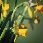Narcissus × odorus Flower