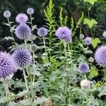 Echinops bannaticus Flower